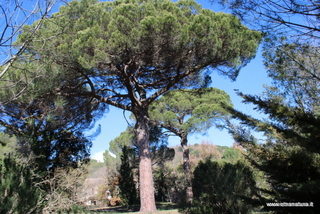 Pini Monastero san Nicolo